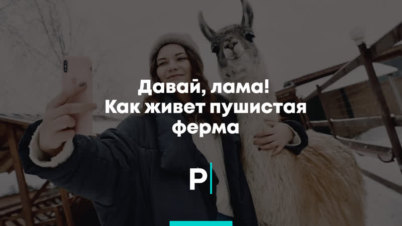 Давай, лама! как живёт пушистая ферма
