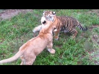 Львенок и тигренок