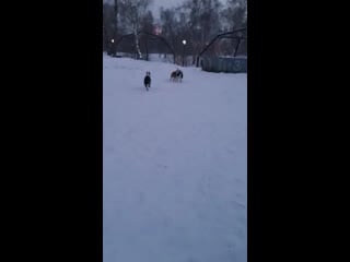 Warrior spirit urus ( велес ) 25 03 22г ( warrior spirit grona karballido staffs hall of fame orion ) warrior spirit ume