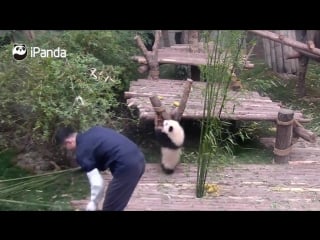 你无法抵挡的抱腿兽又上线啦 panda wants a hug from nanny, but nanny is working[超清版]