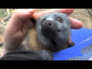 Juvenile bat squeaks while being petted