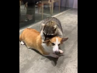 Poor corgi gets fuckin suffoccated by merciless trash panda