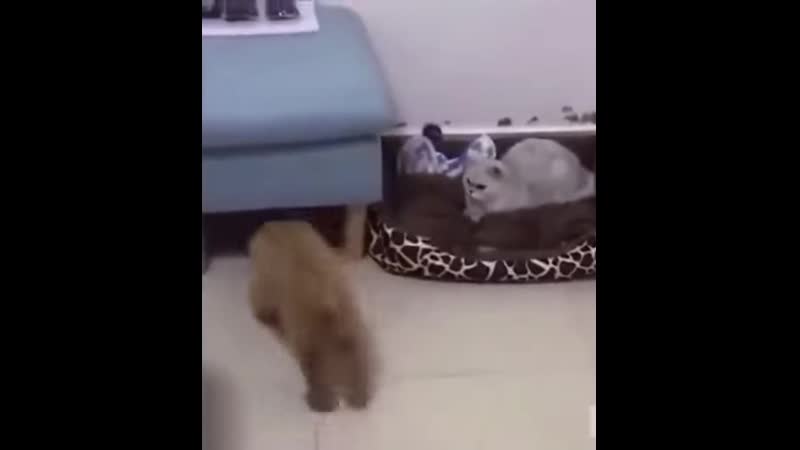 Когда игривость щенка бесит кота