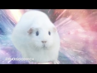 Guinea pig transcendence