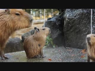 Capybaras are so chilled