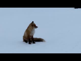Рыжая бесстыжая пришла за рыбкой 😄