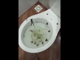 Flushing a countryside toilet