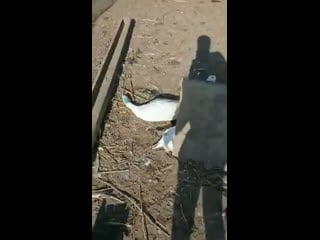 Пьяные гуси