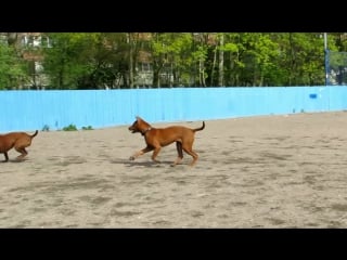 Thai ridgeback amalia and brus