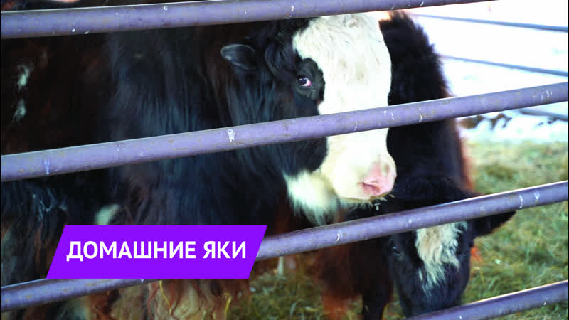 Домашние яки в зоопарке удмуртии