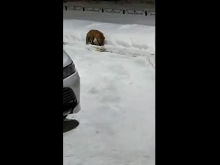 Лисичка пришла на запрау