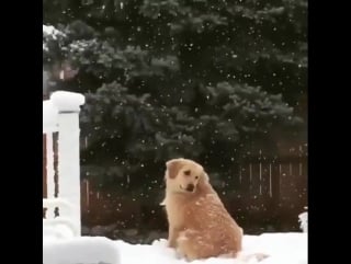 L'esthétique de demain 🐶