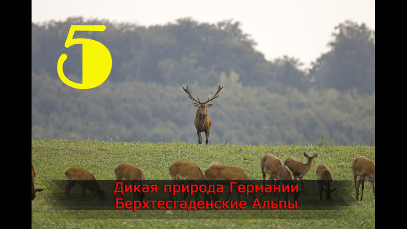 Дикая природа германии берхтесгаденские альпы (2011)