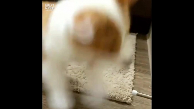 Корги играется