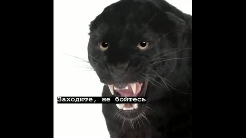 Лайки porn video – Подписывайтесь ✔ ставьте лайки ️🖤