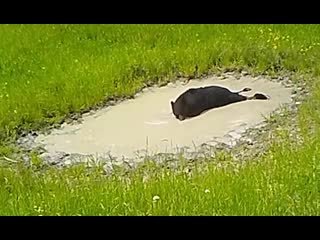 Bear entertains itself after flopping face first into a muddy puddle