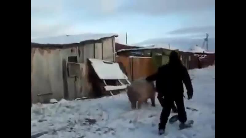 Школьник приручил хохла