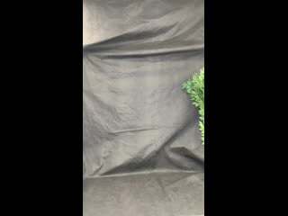 Live bat norton® streetwear