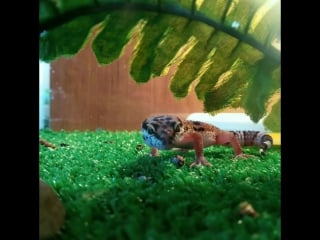 Эублефар заметил камеру