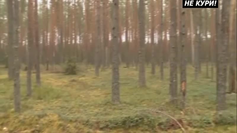 Тверской porn video – Загонная охота в тверской области загонная охота на копытных 2018