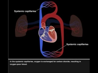 Pulmonary and systemic circulation