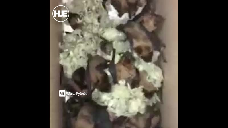 В волгограде спасли сотни летучих мышей