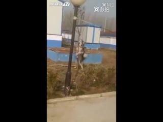 Homage to harmony korine