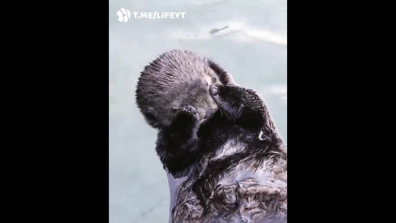 Кошачья ульта – это комбо из кусь лизь кусь