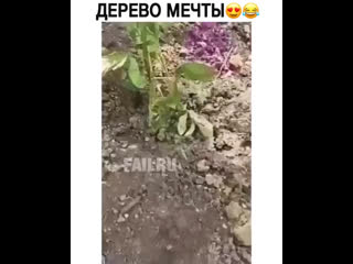 Денежное дерево