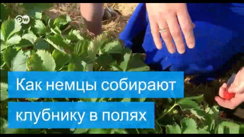 Как немцы собирают клубнику в полях