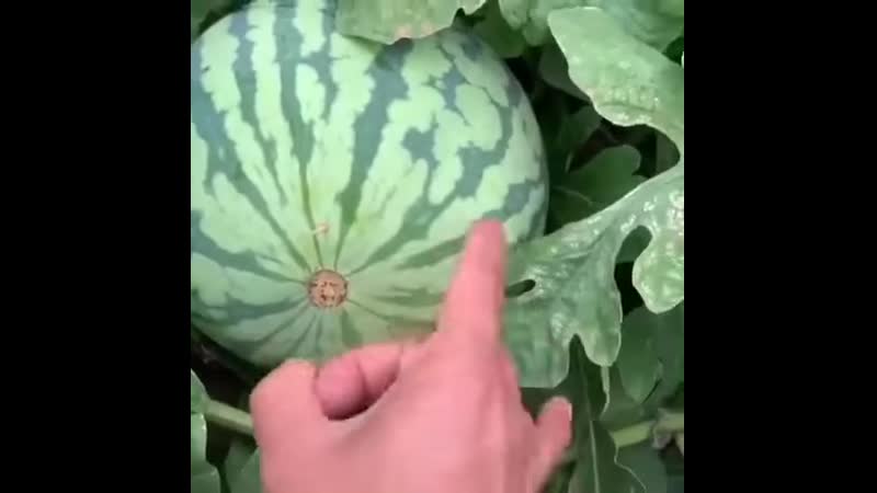 Как правильно вскрыть арбуз готовимся к сезону