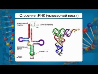 Биология 10 класс урок 15 строение и функции рнк
