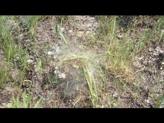 Пауки возле дрокино 13 06 2016