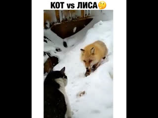 Кот vs лиса