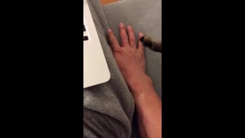 Хозяин, отдохни!