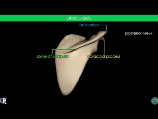 Scapula flashcard anatomy