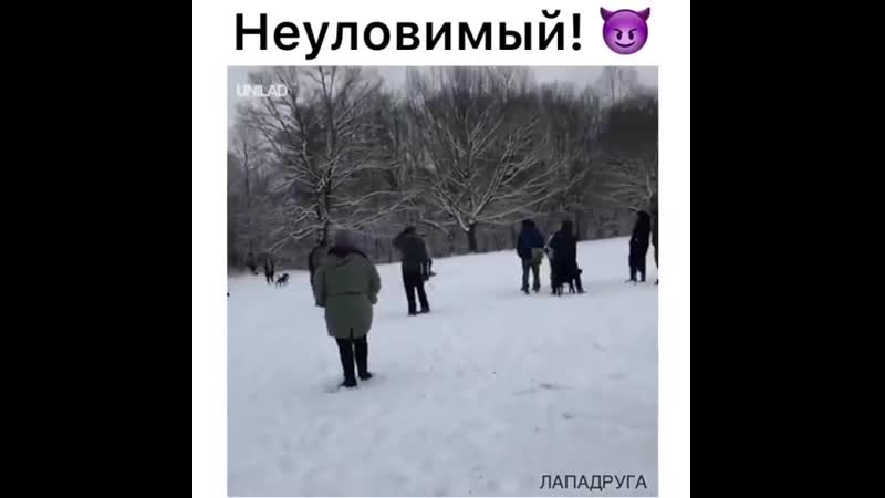 Шустрый и быстрый 😏