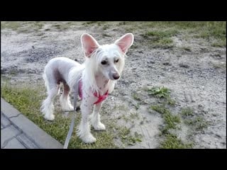 Cutie's barking słodziak szczeka [chinese crested dog, grzywacz chiński]