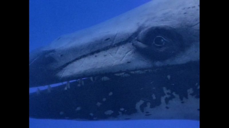 Прогулянки з чудовиськами 2 серія