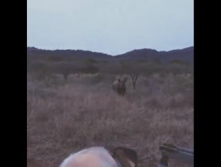 Safari doesnt get much better than this! walking lion male up close and getting porn by black rhino within one hour #thanda