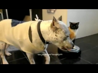 Move btch get out the way desperate house cat on roomba driver bitch slaps a dog pit bull sharky