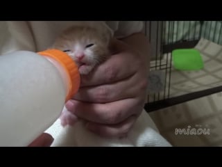 生後１日で放置され、保護したかわいい子猫まや、初めてだらけで戸惑いの一日 【瀬戸のまや日記】 kitten maya lot, first experience