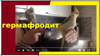 Порно онлайн фистинг гермафродитов, смотреть бесплатное видео на ГигПорно