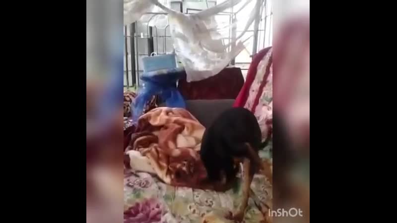 Миколка, покажи всем, что ты настоящий