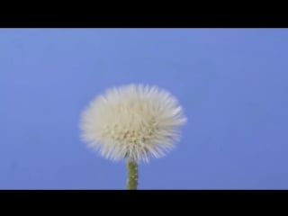 Ускоренная съёмка жизнь одуванчика time lapse dandelion flower to seed head