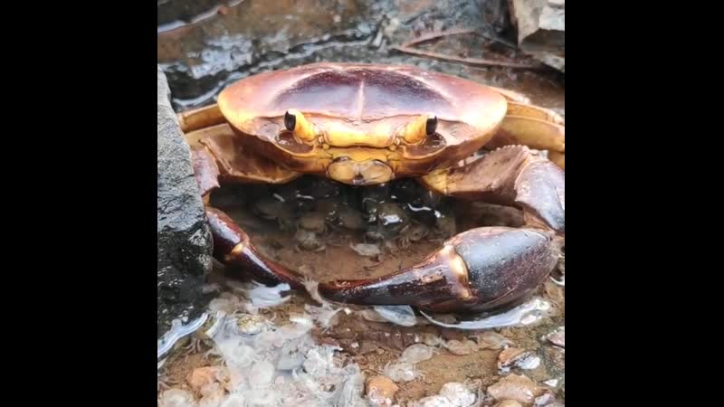 Crab porn video – Overprotective mother crab