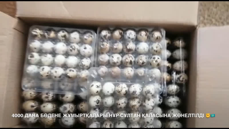 #бөденежұмыртқасы #бөдене 4000 дана бөдене жұмыртқалары нұр сұлтан қаласына жөнелтілді