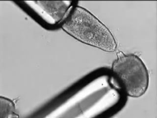 Didinium eats paramecium