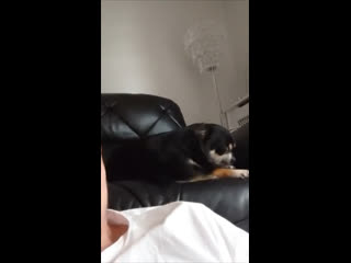 Видео приколы маленький лизун