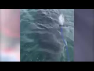 Big friendly shark approach fishermen to say hello and steal some food